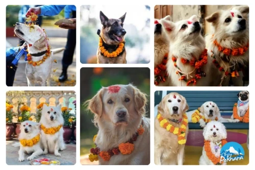 Celebrating the Dog Festival in Nepal: Traditions and Significance
