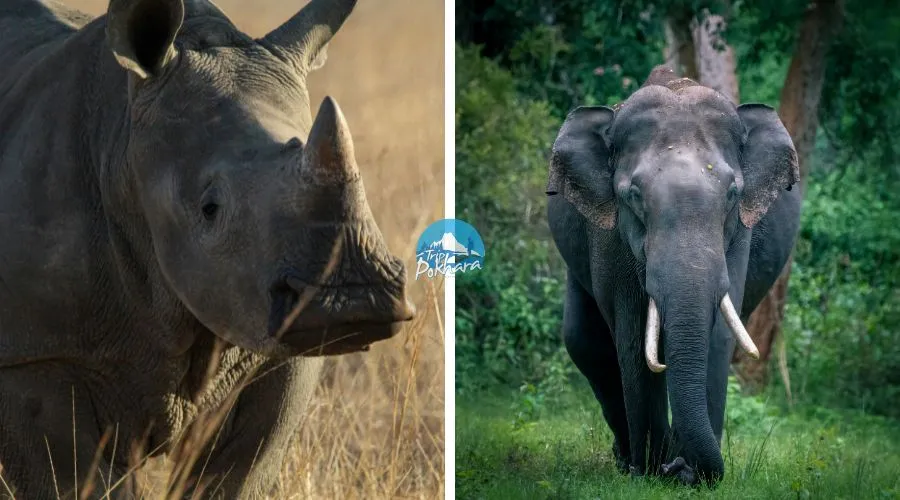 Rare animals of the world found in Nepal like one-horn rhino and elephant.