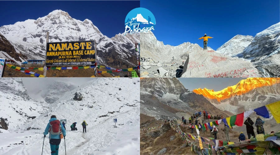 Annapurna Circuit vs Everest Base Camp: Which Nepal Trek is Right for You?