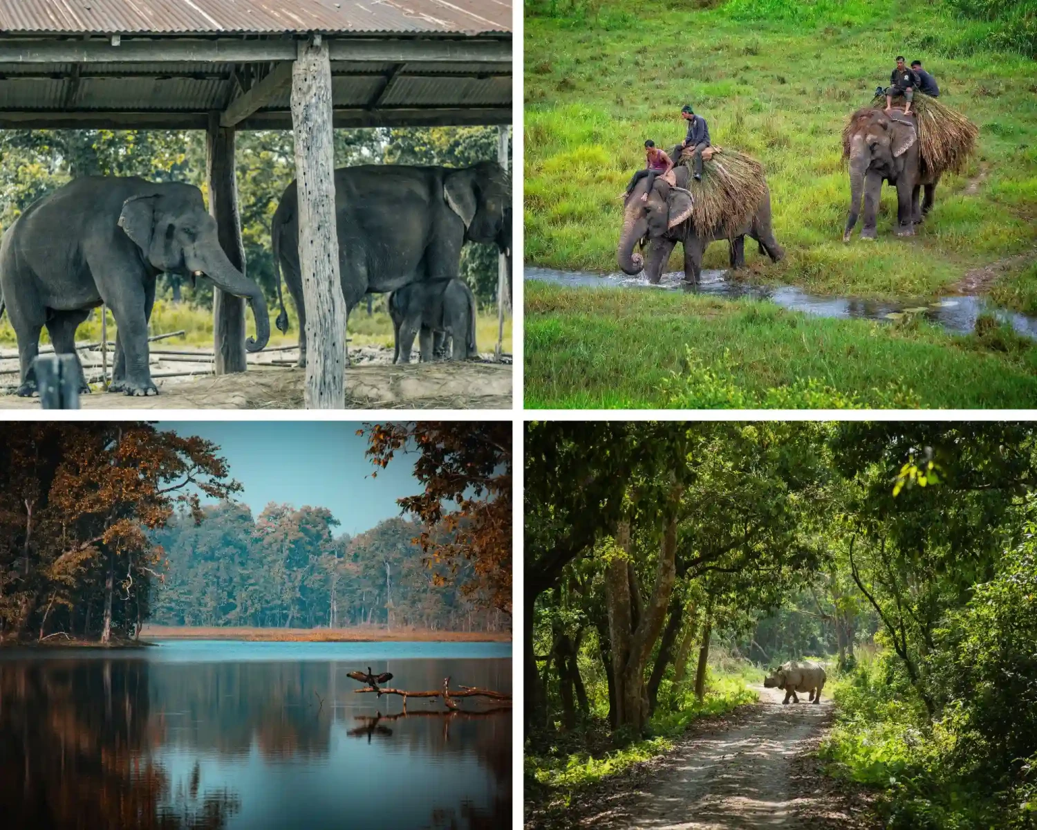 Images featuring one-horned rhinoceros in Chitwan National Park, a UNESCO World Heritage Site in Nepal along with Elephant Sanctuary.