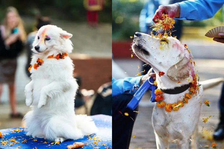 Celebrating Dog Festival during Tihar in Nepal