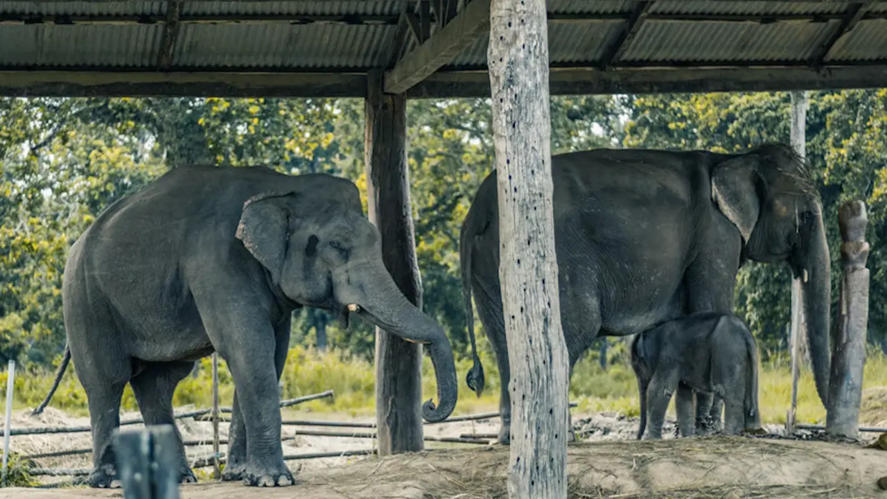 elephant in elephant breeding center