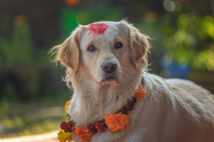 Golden retriever worshipped and celebrated during Tihar which is a dog festival in Nepal