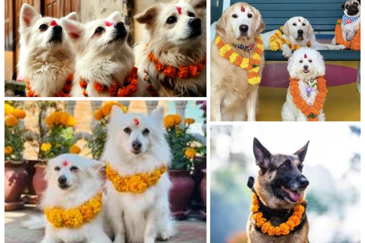 Kukur tihar celebration by applying red tika and marigold garlands