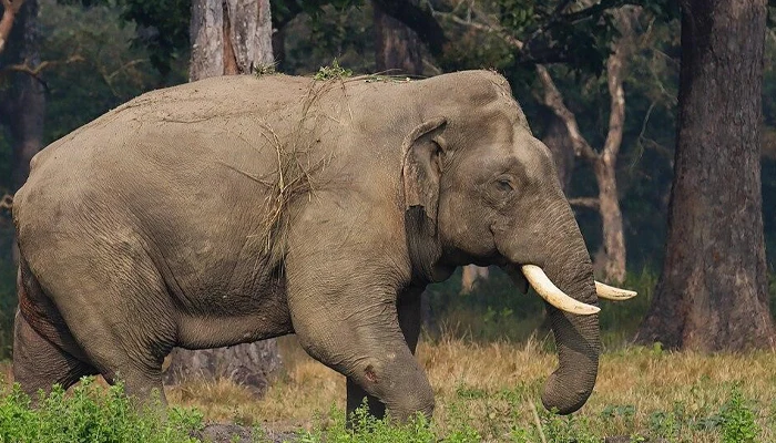 A male elephant named “Ronaldo” in Chitwan, Elephant Breeding Center.