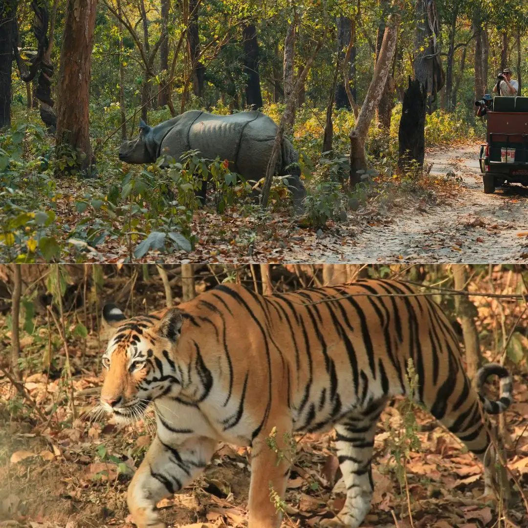 One-horned Rhino and Royal Bengal Tiger Encounters in Chitwan National Park