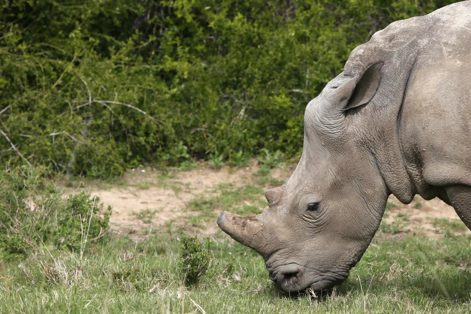 One horned rhino grazing in the grasslands of chitwan national park in Nepal