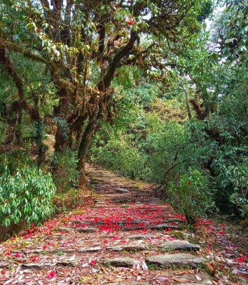 Pokhara Tour and Panche Hiking Package